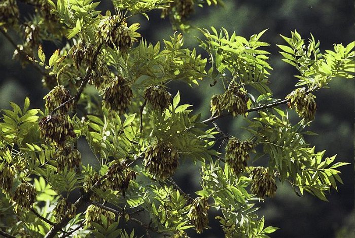 Fraxinus excelsior